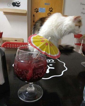 Cat Cafe di Chry