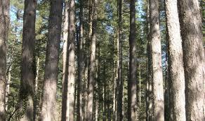 Foresta di Fiorentini